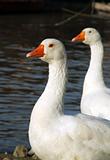 Geese Couple