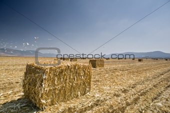 Hay bayle in the field
