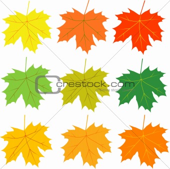 autumn leaves vector