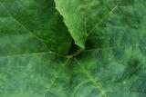 rhubarb leaf