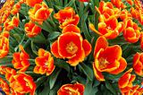 Fisheye view of orange tulips