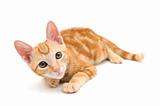 Orange tabby kitten