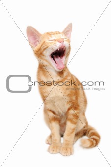 Yelling orange tabby kitten
