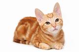 Orange tabby kitten