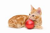 Kitten and red christmas ball