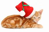 Kitten with christmas hat