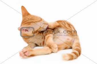 Kitten cleaning his leg