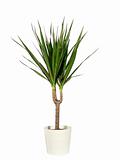 Dracaena in a pot the isolated