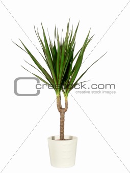 Dracaena in a pot the isolated