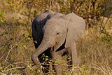 Baby African elephant