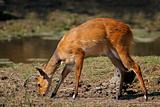 Bushbuck antelope