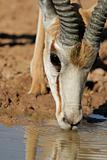 Drinking springbok antelope