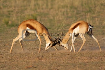 Fighting Springbok
