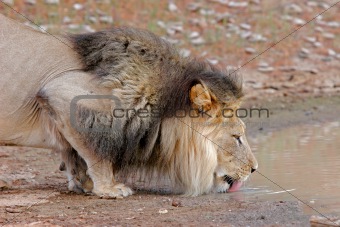 African lion drinking