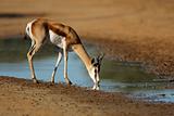 Drinking springbok antelope