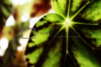 star in leaf