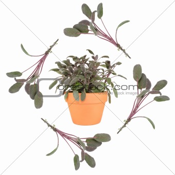 Purple Sage Herb