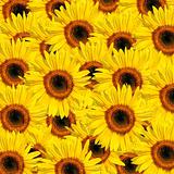 Sunflower Multitude