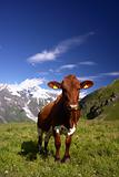 Cow in The Alps