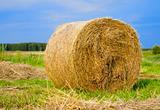 Rolled hay on meadow
