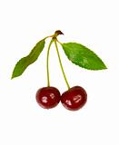 isolated red cherries with leaves