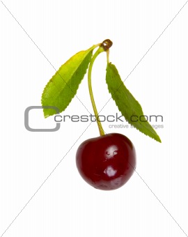 red cherry with leaves