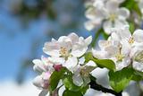 Blossom of an Apple-tree
