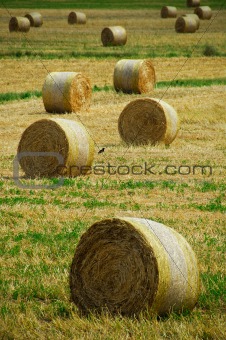Hay bales and a crow