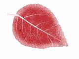 Isolated crimson leaf