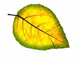 Isolated autumn leaf