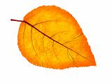 Yellow leaf isolated on white background; with clipping paths