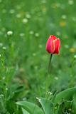 Red tulip on timber glade