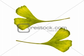 ginkgo biloba. one leaf - two sides