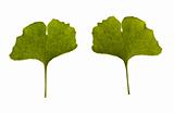 ginkgo biloba. one leaf - two sides