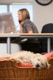 Dog sleeping in home office with woman in background