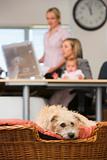 Dog lying in home office with two women and a baby in background