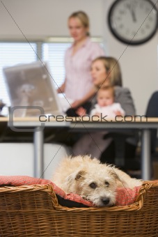 Dog lying in home office with two women and a baby in background
