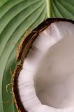open coconut and green leaf. exotic