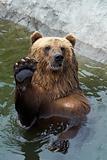 Brown bear greets somebody