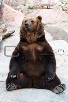 brown bear takes a rest