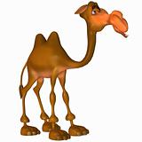 Toon Camel