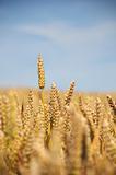 Wheat Field - Portrait