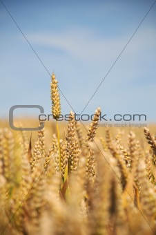 Wheat Field - Portrait