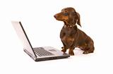 Brown dachshund working on laptop