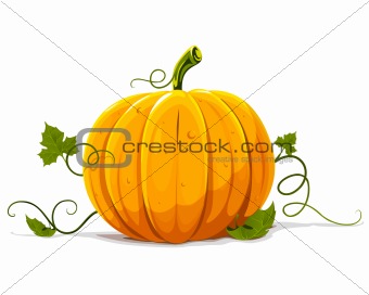vector pumpkin vegetable fruit isolated