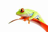 red-eyed tree frog on plant isolated
