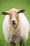 sheep closeup on green meadow