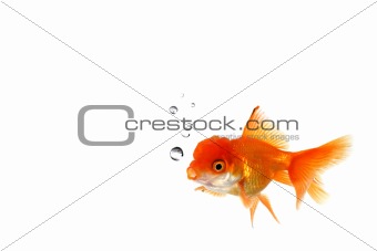 Fancy Orange Goldfish in the Water