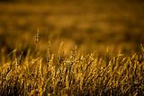 Golden grasses