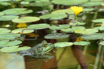 Green bullfrog in a pond with lillypads